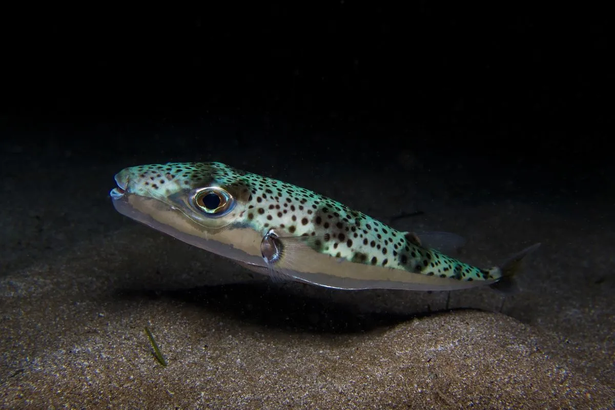 Greece investigates invasive fish as cosmetic ingredient resource